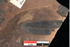 Foto (Detailsansicht) von Quercus palaeoilex Ettingshausen (NHMW-GEO-2024-0188-0884)